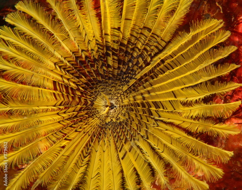 tube worm