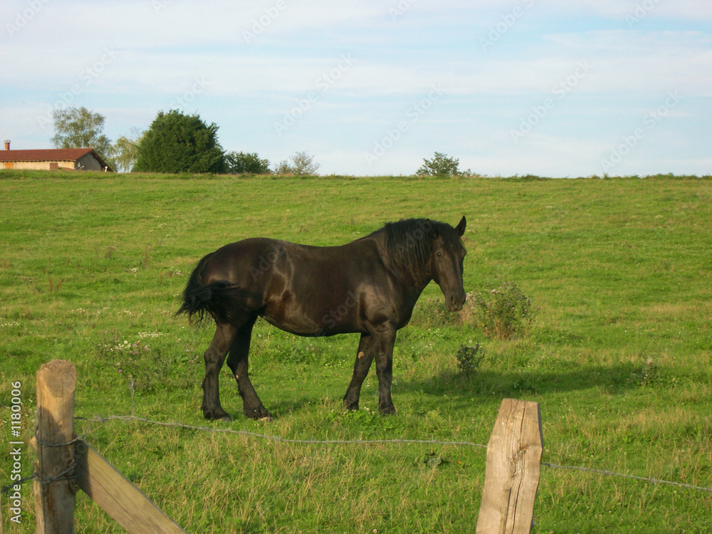cheval noir cheval noir