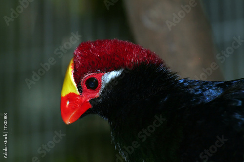 lady ross's turaco photo