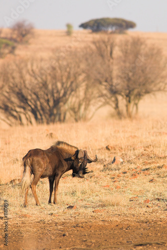 wildebeest #2