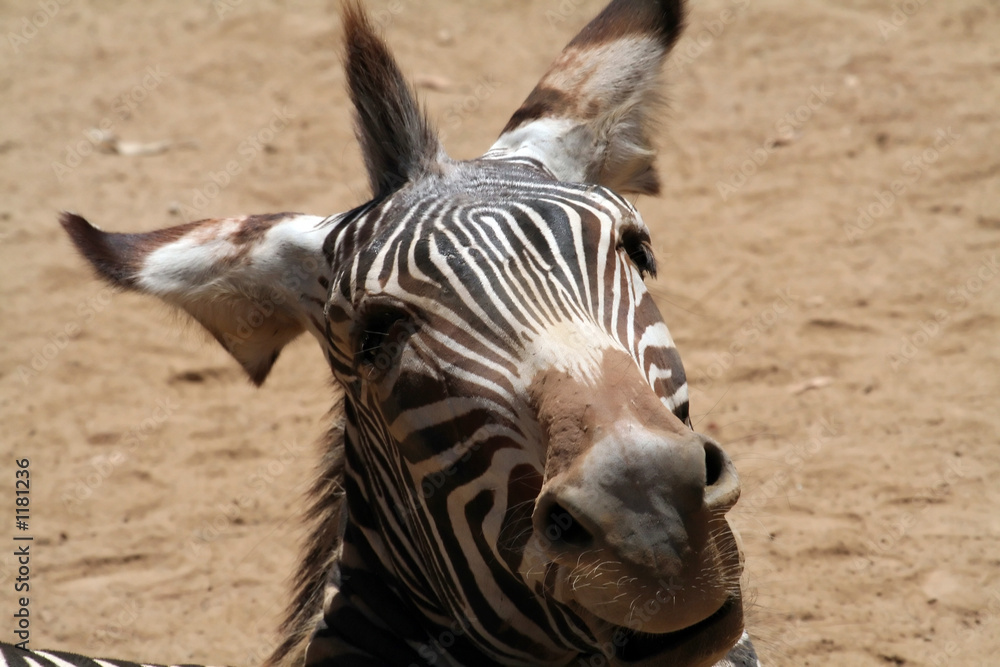 Obraz premium funny zebra head