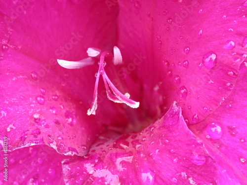 lilac flower, macro photo