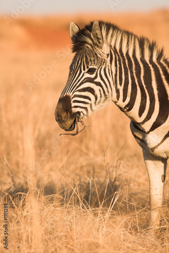 zebra  4