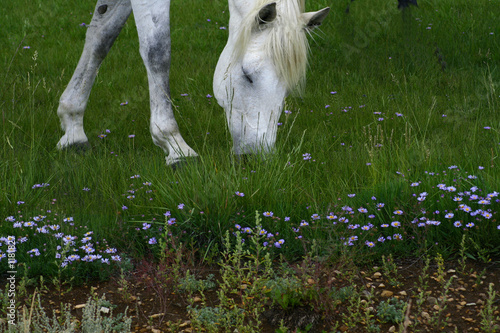grazing in the field