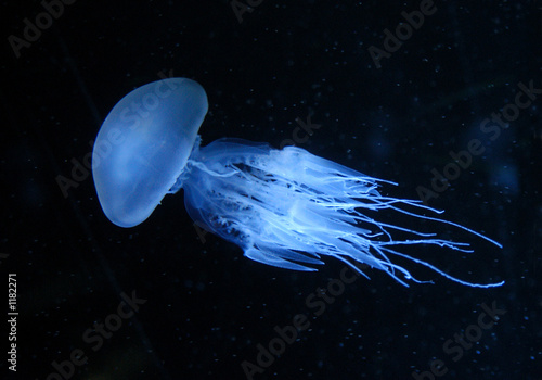 Canvastavla jellyfish