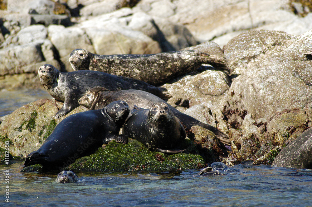 Fototapeta premium seals off vancouver island