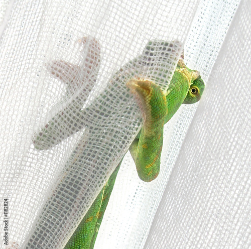 caméléon photo