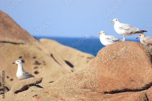 mouettes