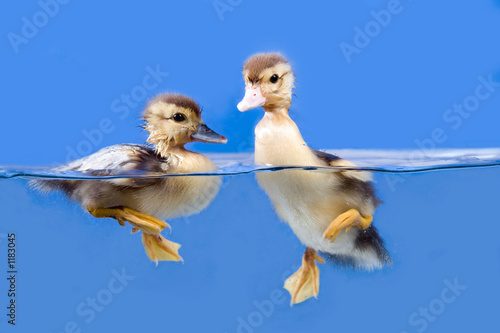 Fotografie duck