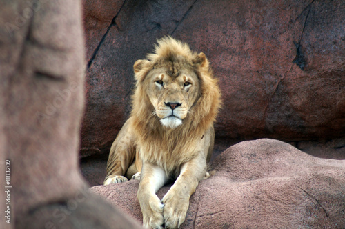 lion