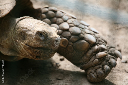 riesenschildkröte