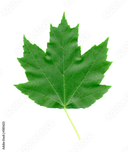 maple leaf in summer isolated on white photo