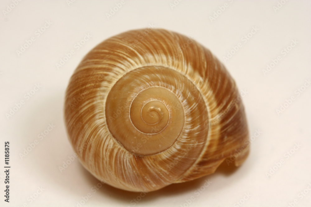 seashell seashell