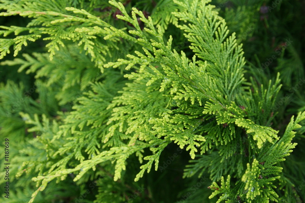 thuja thuja