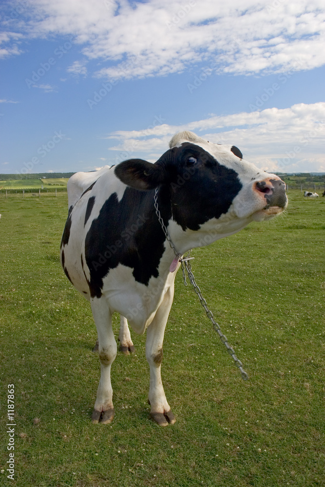 vache