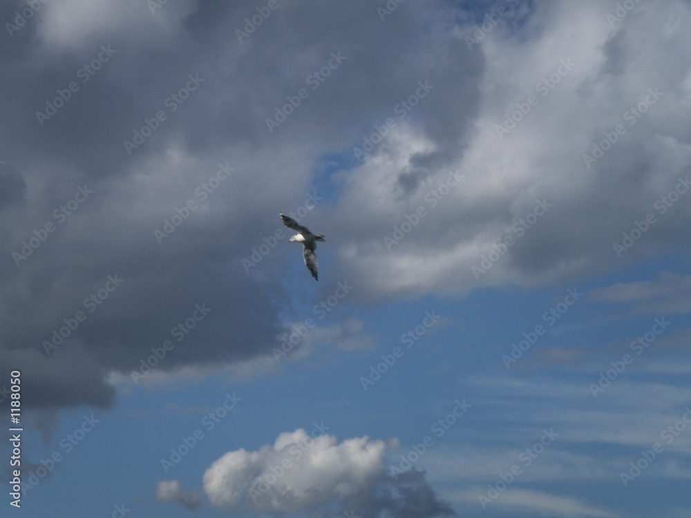 mouette en vol