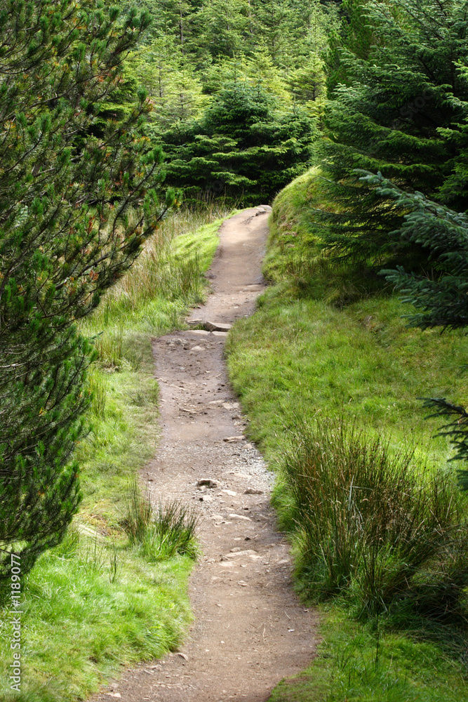 walkway through forest in scotland