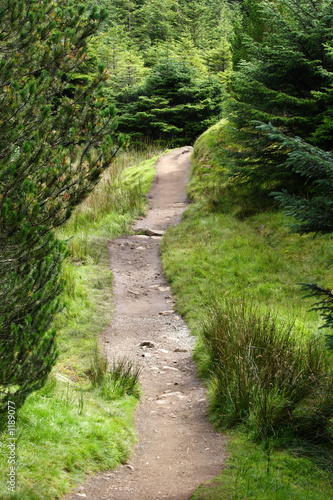 walkway through forest in scotland