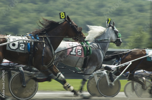 harness race-5