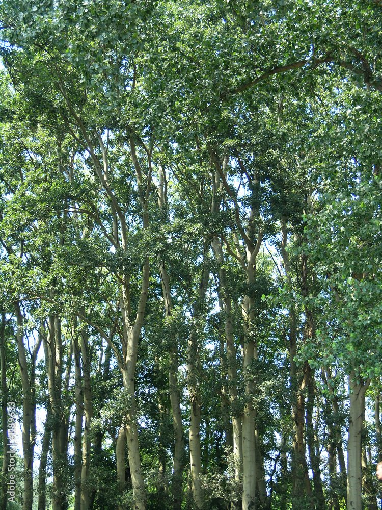 forest forest