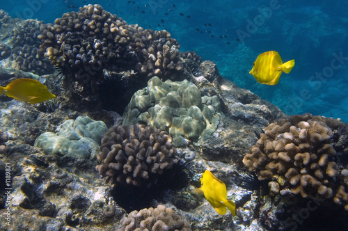 tropical underwater scene