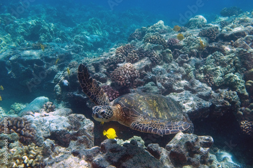 tropical underwater scene - sea turtle #1189890