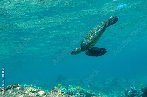 tropical underwater scene - sea turtle