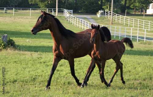 mare and foal