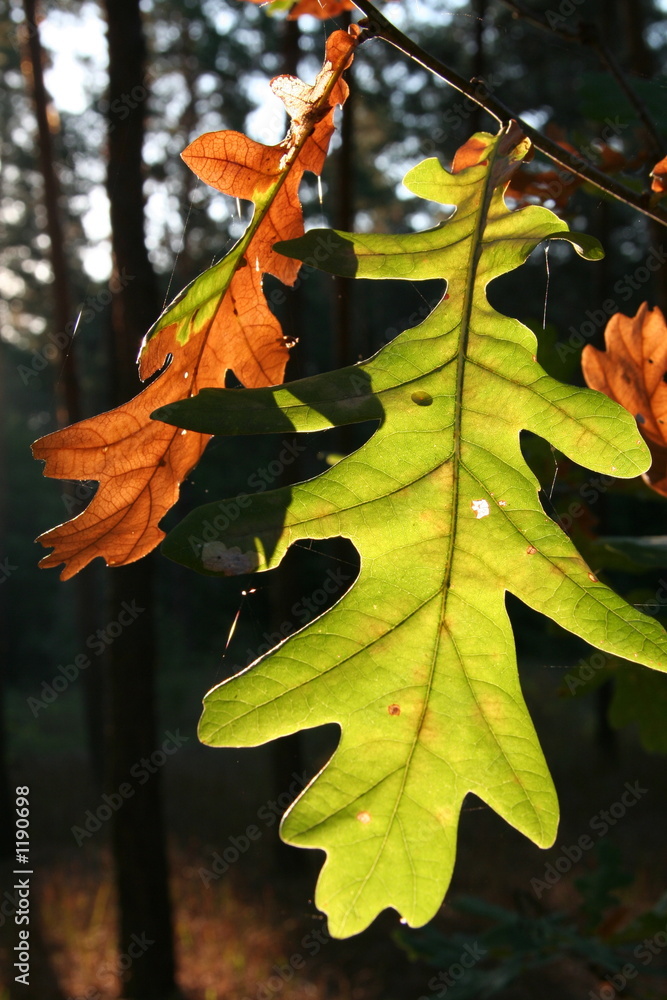 Fototapeta premium oak-tree leaves_2