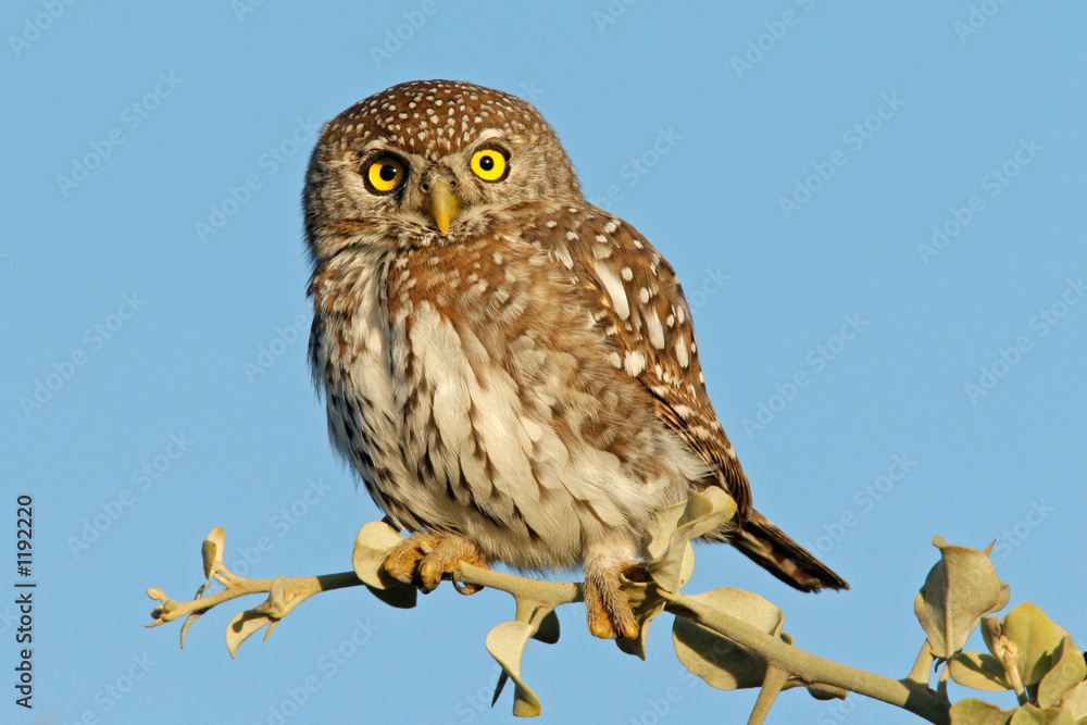 pearl-spotted owl pearl-spotted owl