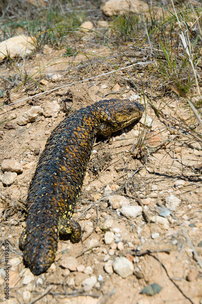 shingleback lizard shingleback lizard