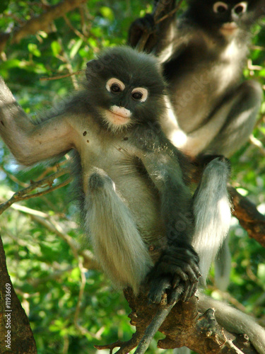 singe, thailande