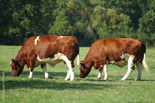 les vaches