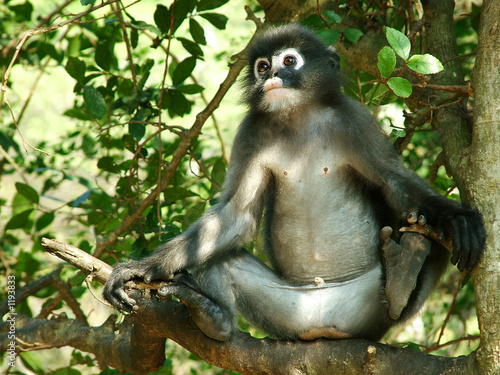 singe, thailande