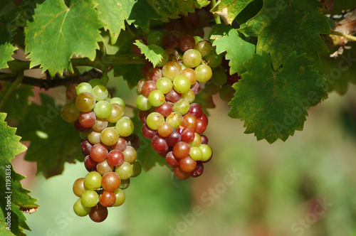 grappes de raisins