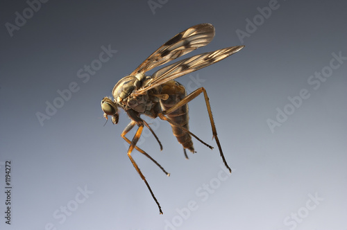 Obraz na płótnie fly