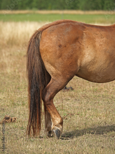 rear legs of dancing horse