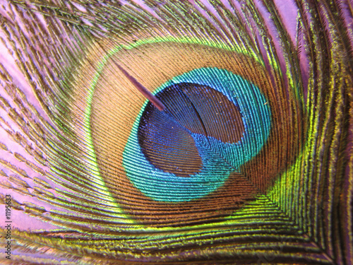 peacock feather © NSfotogyrl