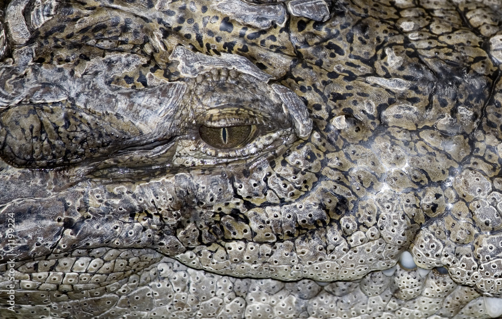 Fototapeta premium reptiles8567