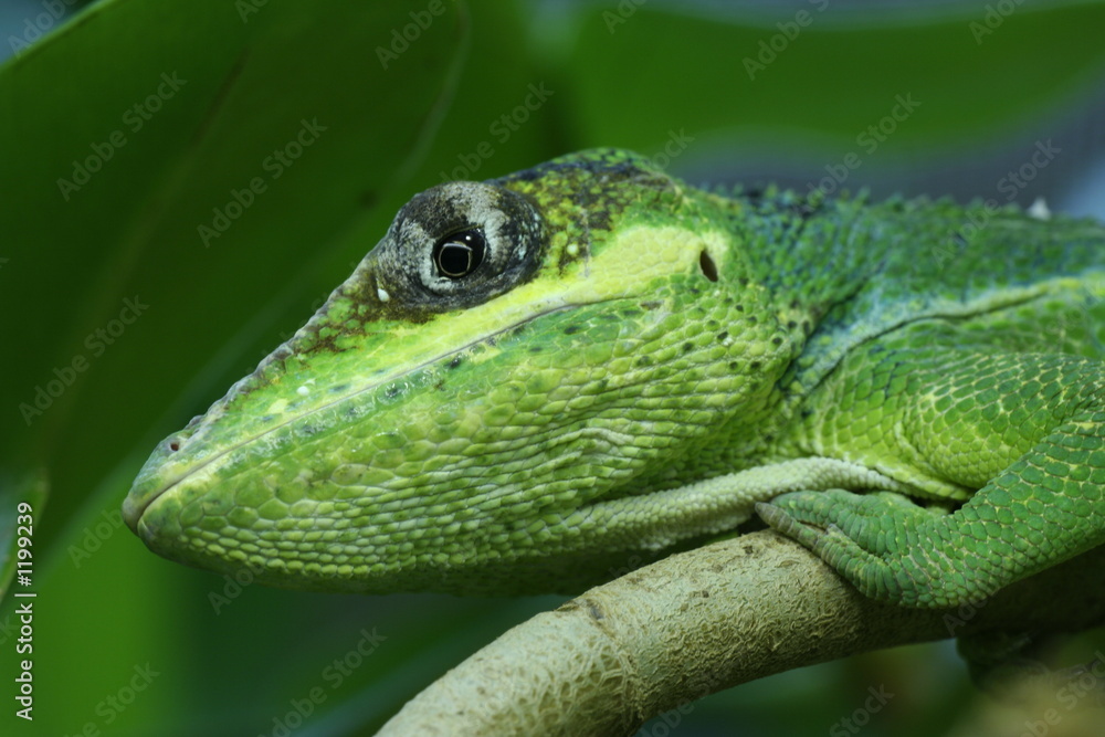 ritteranolis