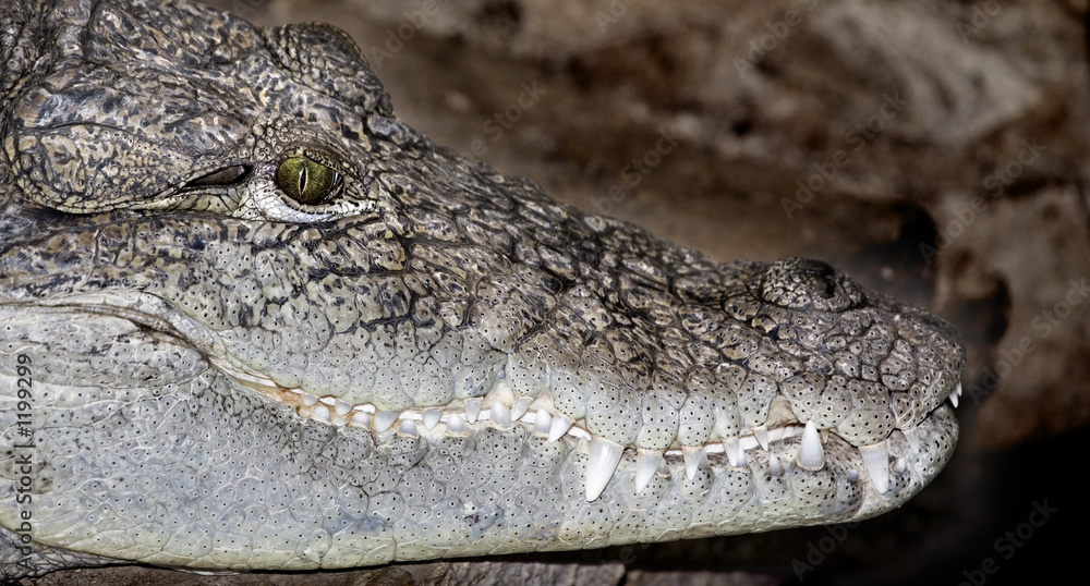 Obraz premium reptiles8569