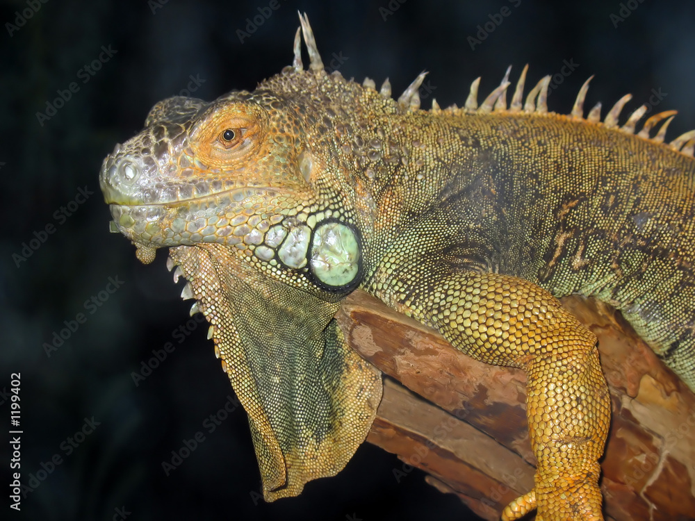 Obraz premium iguana