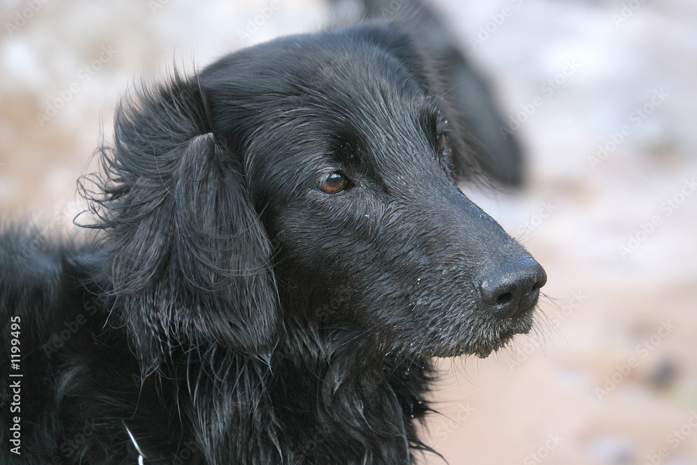 Fototapeta premium hund_10