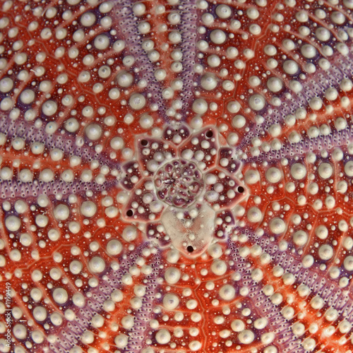 sea urchin detail