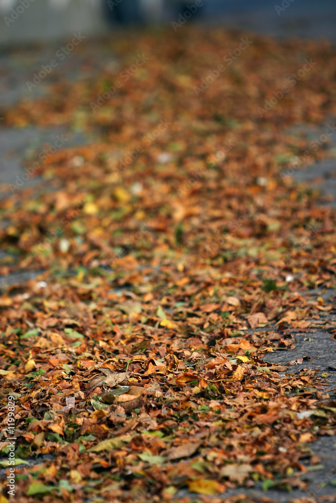 leaves piled leaves piled