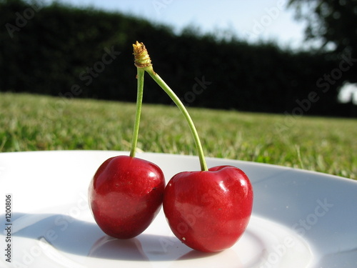 cerises du perche photo