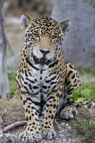 jaguar