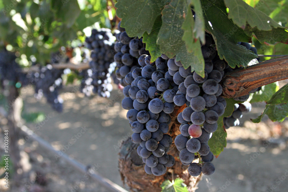 wine graps on vine, horizontal