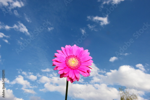 gerbera