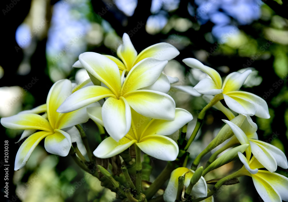 frangipani (plumeria obtusa) flowers frangipani (plumeria obtusa) flowers